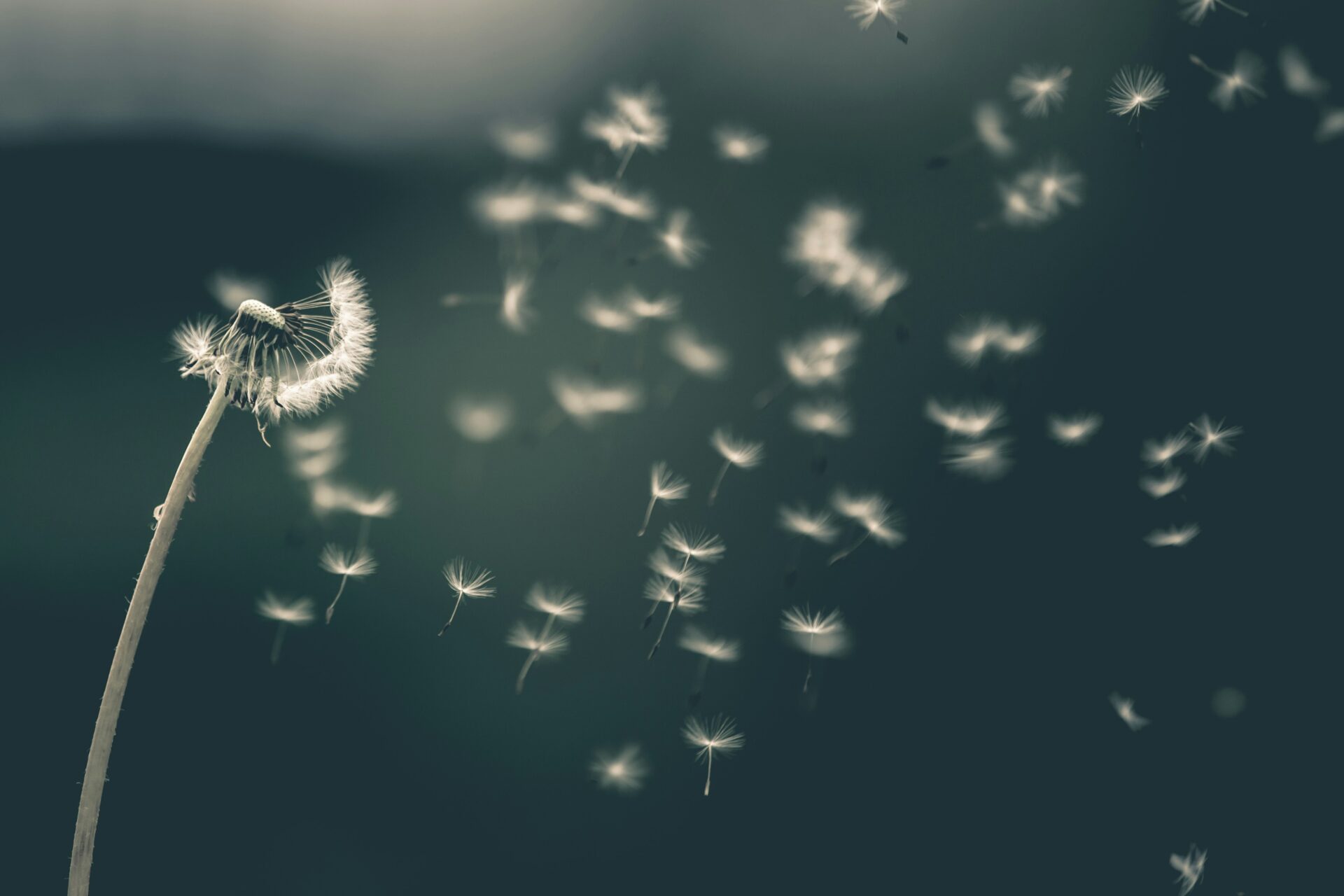 画像提供 Saad-Chaudhry-Unsplash
